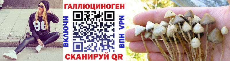 kraken ССЫЛКА магазин Белая Калитва Псилоцибиновые грибы Psilocybe